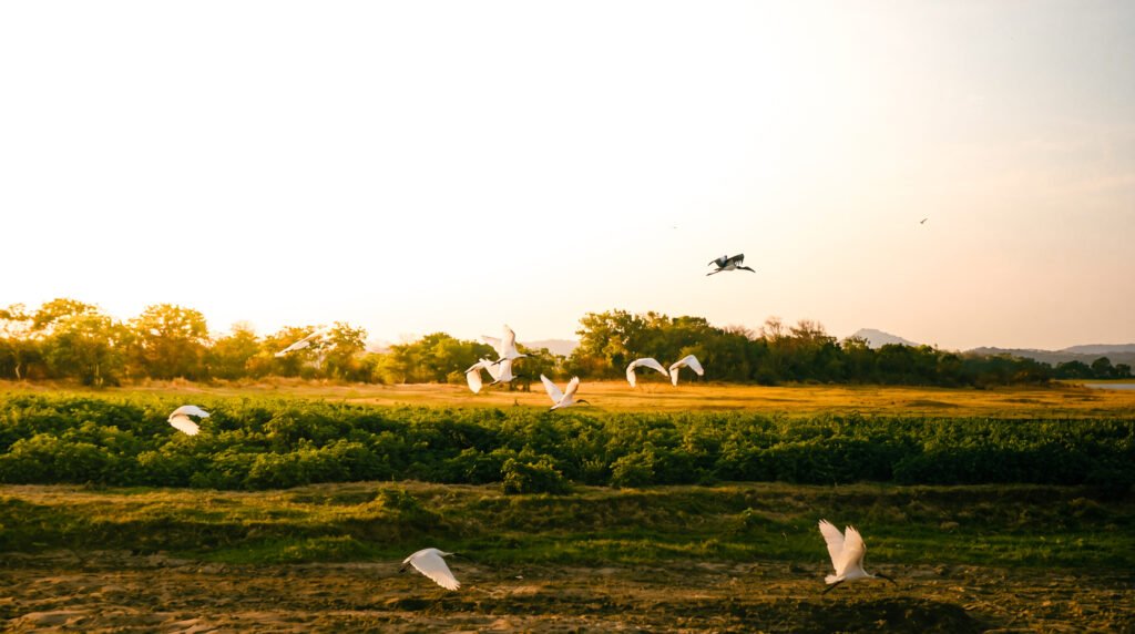 Safari Sigiriya